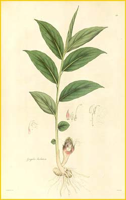   ( Zingiber barbatum ) Nathaniel Wallich - Plantae Asiaticae Rariores 1830-1832