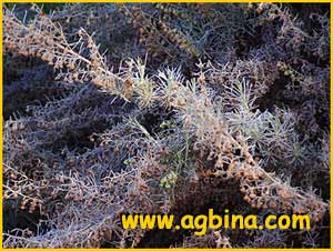   ( Artemisia californica )