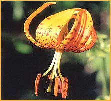   .  ( Lilium humboldtii ssp. humboldtii )