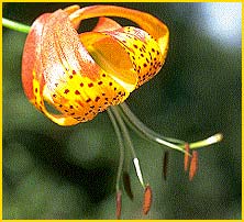   (Lilium pardalinum)