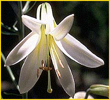    ( Lilium washingtonianum )