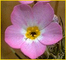   ( Linanthus ciliatus )