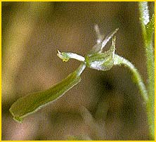   ( Listera convallarioides )