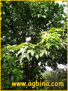   ( Brachychiton acerifolius / Sterculia acerifolia )