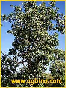   ( Brachychiton populneus / Sterculia diversifolia )