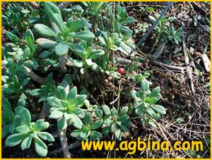   ( alandrinia grandiflora )