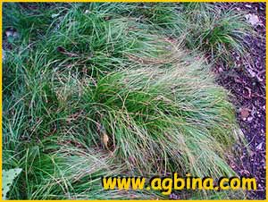   ( Carex alba )