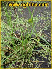   /   ( Carex bohemica / cyperoides )