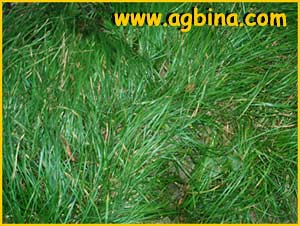   ( Carex verna / praecox / caryophyllaea / scabricuspis )