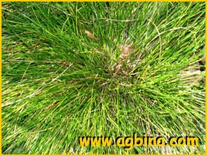   ( Carex davalliana )