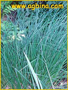    ( Carex elata / stricta / reticulosa )