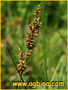   ( Carex elongata )