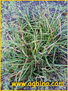   ( Carex flava / flavella )
