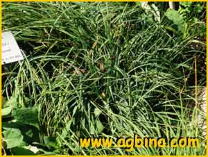   ( Carex panicea )