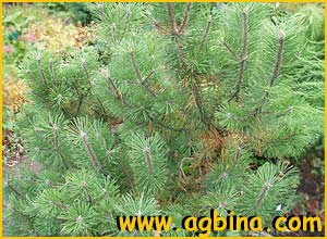    ( Pinus mugo )