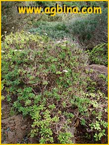   ( Argyranthemum coronopifolium )