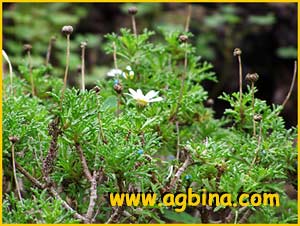   .  ( Argyranthemum frutescens var. canariae  )