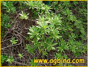   .  ( Argyranthemum pinnatifidum ssp. succulentum )