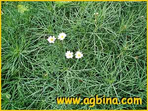  ( Argyranthemum vicentii )