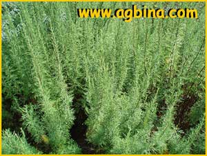   ( Artemisia abrotanum )