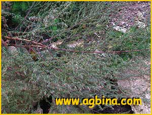   ( Artemisia campestris ssp. eucampestris )