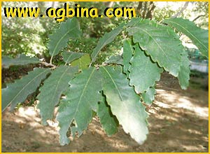    ( Quercus castaneifolia )