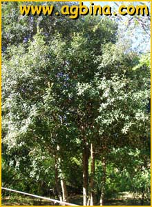   /   ( Quercus petraea )