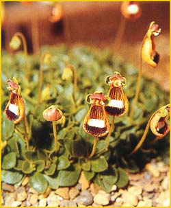   ( Calceolaria darwinii )