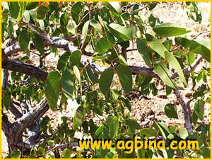    ( Colophospermum / Hardwickia mopane )