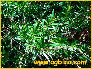    ( Heimia salicifolia )