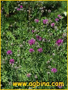    ( Centaurea scabiosifolia )