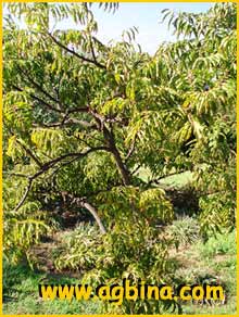     ( Clausena anisata / anisum-olens  )