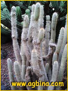    ( Cleistocactus hyalacanthus )