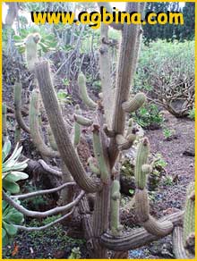   ( Cleistocactus sepium )
