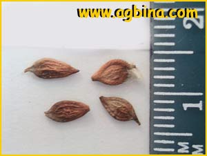    ( Clematis hexapetala / angustifolia )
