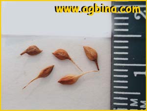   ( Clematis serratifolia )