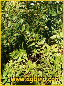   ( Coriaria myrtifolia )