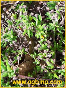   ( Drosanthemum tuberculiferum )