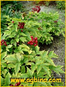   .  (Actaea spicata ssp. rubra) 