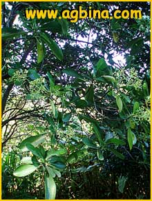     ( Erithalis angustifolia / elliptica / fruticosa / inodora / odorata / parviflora / revoluta )