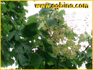   ( Firmiana platanifolia / simplex / Sterculia platanifolia )