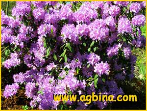   ( Rhododendron augustini)
