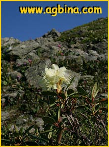   ( Rhododendron aureum  )