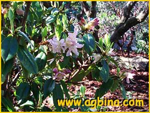   ( Rhododendron concinnum)