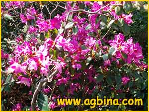   ( Rhododendron concinnum)