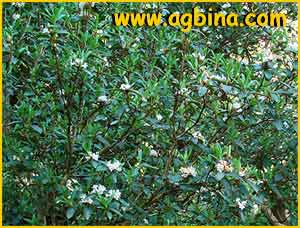   ( Rhododendron primuliflorum )