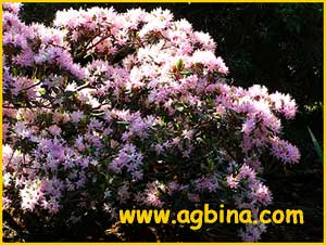   ( Rhododendron racemosum )