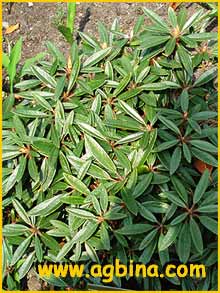   ( Rhododendron recurvoides )