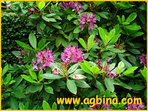   ( Rhododendron ponticum )