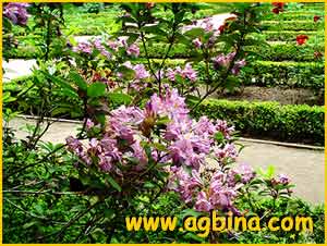   ( Rhododendron ponticum ssp. baeticum )